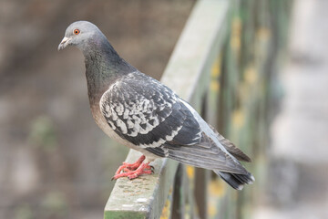 Eine Taube auf einen Geländer auf einer Brücke
