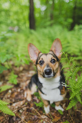 Corgi sitting in ferns looking to the right