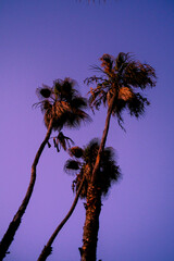 Palm Trees on beach near Todos Santos, Mexico