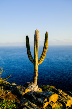 Cactus plant on cliff near Todos Santos, Mexico