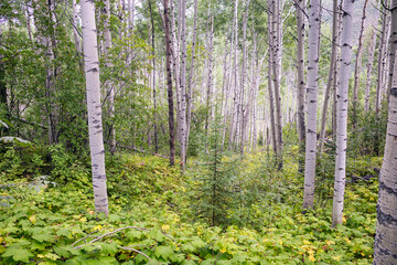 Aspen forest in the Holy Cross Wilderness, Colorado