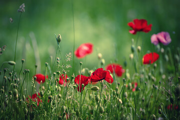 Red spring poppy