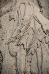 Details of Animal footprints in the sand after a storm