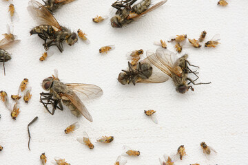 Dead flies on a white windowsill. Many dead house flies lies on a windowsill. Selective focus