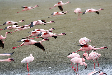 Flying Lesser Flamingos, Walvis Bay, Namibia