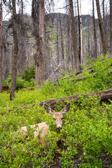 An injured deer laying down in the forest