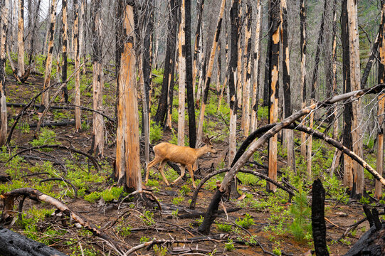Deer walking through a forest of dead burned trees from a wildfire