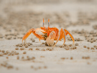 crab eating in the wet sand