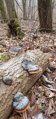 Obraz premium Tree mushrooms on a tree trunk in a winter forest