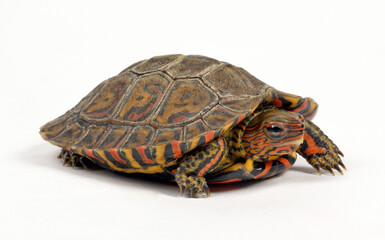 Painted wood turtle, Central American wood turtle // Pracht-Erdschildkröte (Rhinoclemmys pulcherrima manni)
