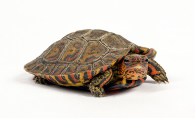 Painted wood turtle, Central American wood turtle // Pracht-Erdschildkröte (Rhinoclemmys...