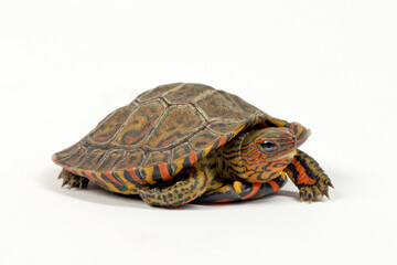 Fototapeta premium Pracht-Erdschildkröte // Painted wood turtle, Central American wood turtle (Rhinoclemmys pulcherrima manni)