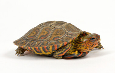 Pracht-Erdschildkröte // Painted wood turtle, Central American wood turtle (Rhinoclemmys pulcherrima manni)