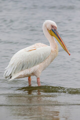 Fototapeta na wymiar Great White Pelican, Walvis Bay, Namibia