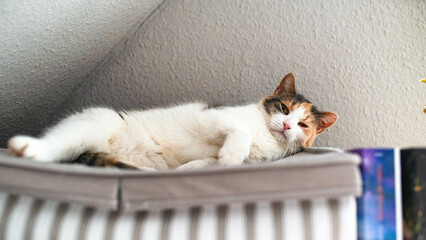 Katze am Chillen