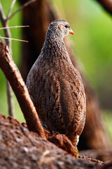 Natal Francolin in Kruger National park, South Africa.