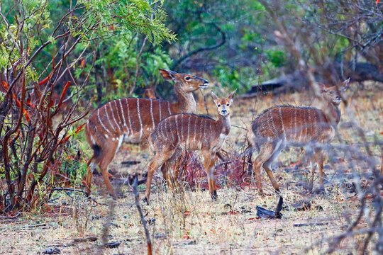 Female Nyala with two young Nyala in mopane woodland, Kruger National Park, South Africa.