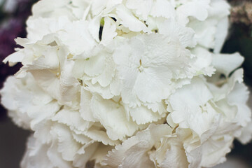 Beautiful white hydrangea flower close up. Happy mothers day or Valentines day. Hello spring. Modern big petals on hydrangea stem. Floral wallpaper