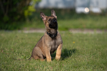 Dog portrait of an eight weeks old German Shepherd puppy with a green grass background. Sable colored, working line breed