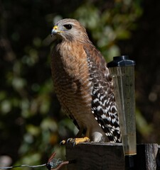 Red Shouldered Hawk