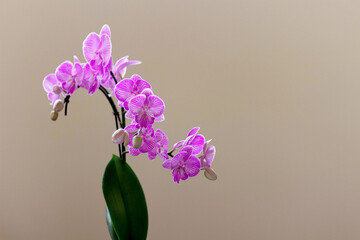 Orchids - light background, selective focus.