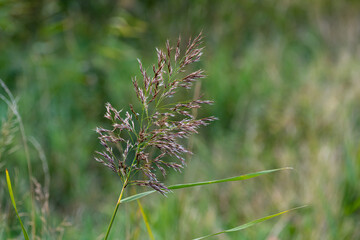 Grass seed head in autumn with soft, blurred, green background