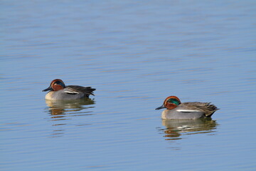 teal bird of the Anatini the smallest and most common of our ducks