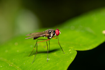 Naklejka premium Mosca perna de pal (Taeniaptera sp)