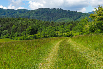 Fototapeta premium nature landscape foliage flowers trees