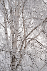 Fototapeta premium trees in snow