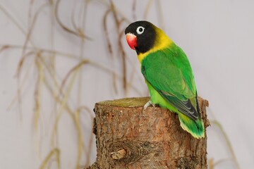 Schwarzköpfchen  (Agapornis personatus)  in der Voliere.