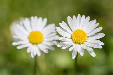 White daisy growing in summer field. Bellis perennis small flower growth in green grass close up, selective focus