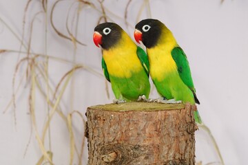 Schwarzköpfchen Paar (Agapornis personatus)  in der Voliere.