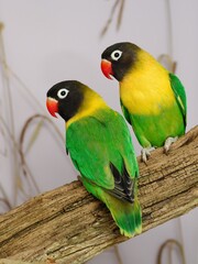 Schwarzköpfchen Paar (Agapornis personatus)  in der Voliere.