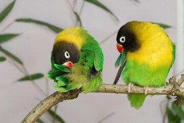 Schwarzköpfchen (Agapornis personatus) bei der Gefiederpflege in der Voliere.