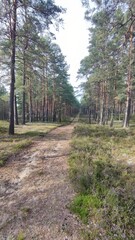 Green, summer forest and trees