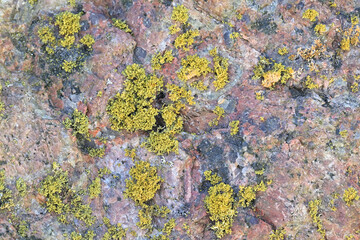 Sunburst lichen growing on seashore rock in Finland