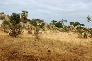 Fototapeta na wymiar Biotop der Schwarzköpfchen (Agapornis personatus) im Tarangire-Nationalpark, Tansania.