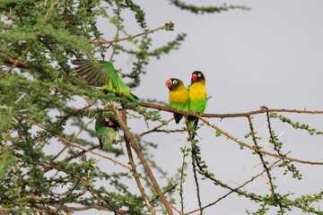 Schwarzköpfchen Paar (Agapornis personatus) bei Sozialkontakten in einem Baum,...