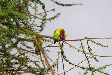 Schwarzköpfchen Paar (Agapornis personatus) bei Sozialkontakten in einem Baum, Tarangire-Nationalpark, Tansania.