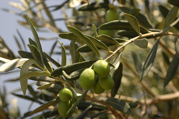 olives on branch