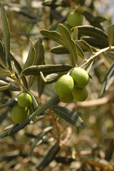 olives on branch