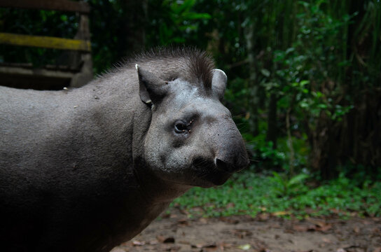 Tapir sauvage dans la foret amazonienne en bolivie dans le parc national du madidi