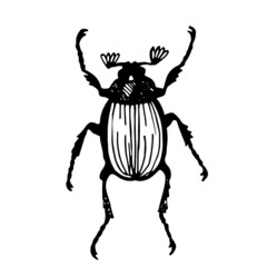 Maybug, creeping beetle creature, linear vector illustration. Linear vector drawing. Naturalness of nature, beautiful beetle, ecology, biology. White isolated background