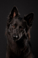 Black dog head on black background with loyal eyes and head tilted