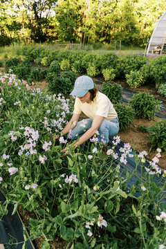 Young female entrepreneur working on her flower farm