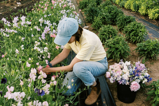 Young female entrepreneur working on her flower farm