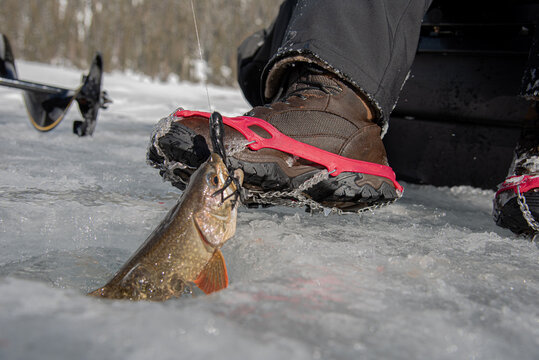 Pulling a laker out of a whole in the ice