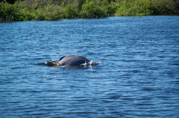 Fototapeta premium Dauphin rose dans la forêt amazonienne en Bolivie