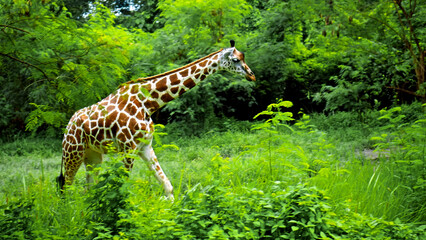 Wild African giraffe walks in nature on the ground in a forest